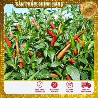 Hạt Giống Ớt Chỉ Thiên(30 hạt)