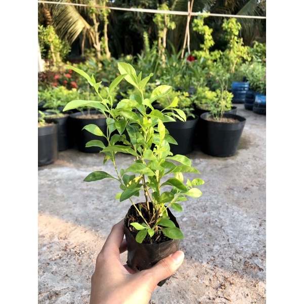 Bầu Cây Chuỗi Ngọc  Boiboi.Organic, Cây Trong Bầu Đất, Rễ Khỏe