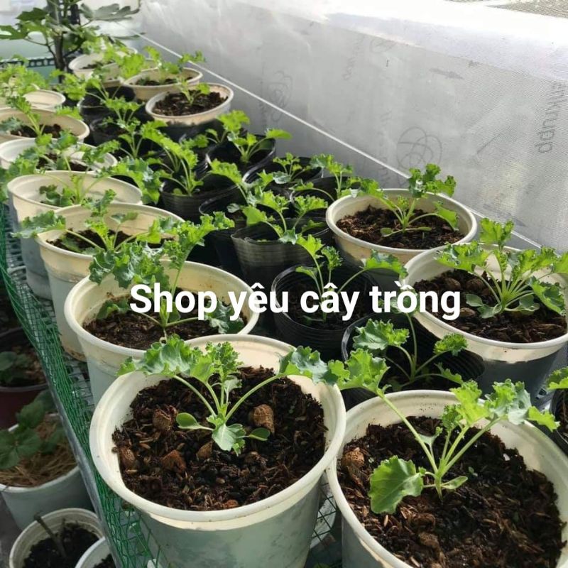 1 kg Phân dơi nguyên chất - shop yêu cây trồng