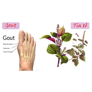 BỘT LÁ TÍA TÔ 50G