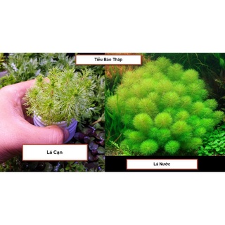 Cây thủy sinh không cần co2 - cây thuỷ sinh dễ trồng nhất