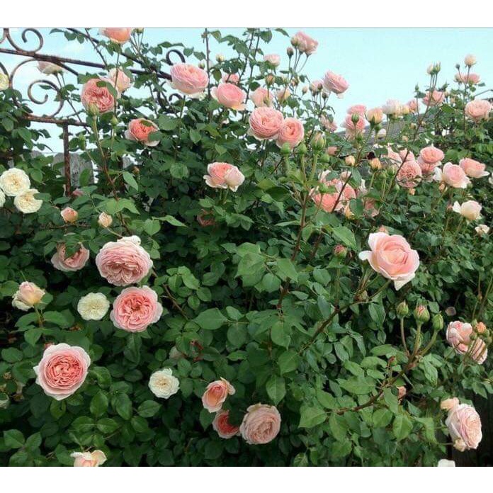 Hoa hồng ngoại leo Abraham Darby- Sắc hồng thuần khiết với hương thơm nồng nàn- Vườn Hoa Melinhrose