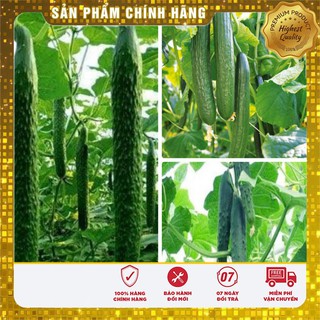 Hạt giống Dưa chuột Nhật