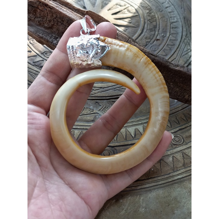 Mặt dây nanh heo nhân tạo phủ bì 9cm tặng dây đeo