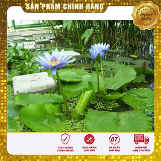 HẠT GIỐNG HOA SÚNG MINI THÁI 5 HẠT 5 MÀU