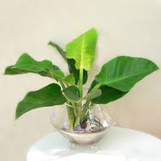 Dung dịch thủy canh BioLife VD 1lit