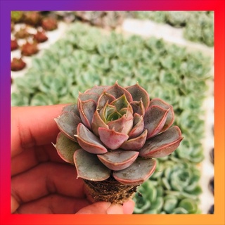 Sen đá hoa hồng đỏ SONDA GARDEN size mini 2.5-4cm, xuất xứ Đà Lạt, khoẻ đẹp, lỗi 1 đổi 1
