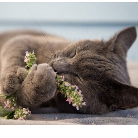 Gói 50 Hạt Giống Cỏ Mèo/ Bạc Hà Mèo Catnip - tặng kèm thuốc kích mầm