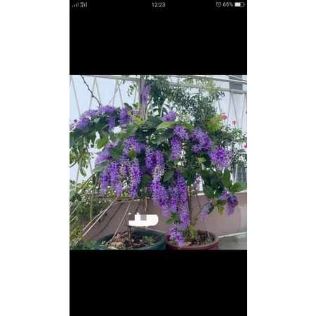 Cây mai xanh thái chuẩn giống