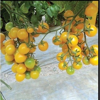 Hạt giống cà chua cherry vàng
