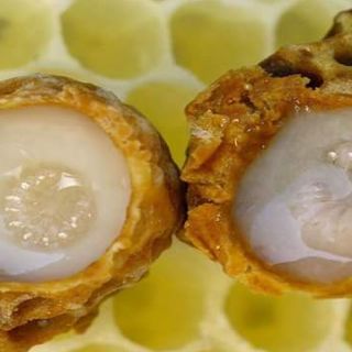 Sữa ong chúa tươi Thảo Bee đẹp da 100gr