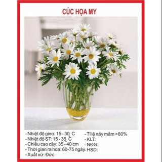 Hạt giống Hoa Cúc Họa My - 100 Hạt ĐẠI GIẢM GIÁ TẾT