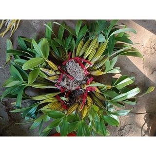 Hoa Lan Sơn thủy tiên (1 bó hình cuối)