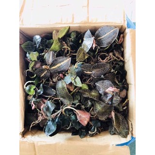 CÂY KIM LAN TUYẾN 🌿🌿🌿200gr hàng rừng