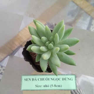 Sen đá chuỗi ngọc đứng - size nhỏ (5-8cm)