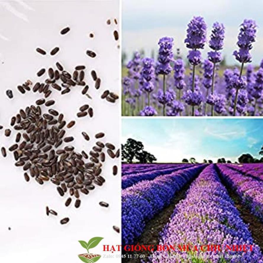 Hạt Giống Hoa Oải Hương 4 mùa/Lavender (30 hạt) ĐẾN MÙA TRỒNG TẾT