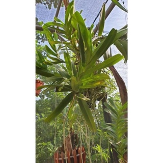 ( HELOO) . Hoa lan bạch nhạn ( cây to 40cm)+ 700g phân thỏ hữu cơ