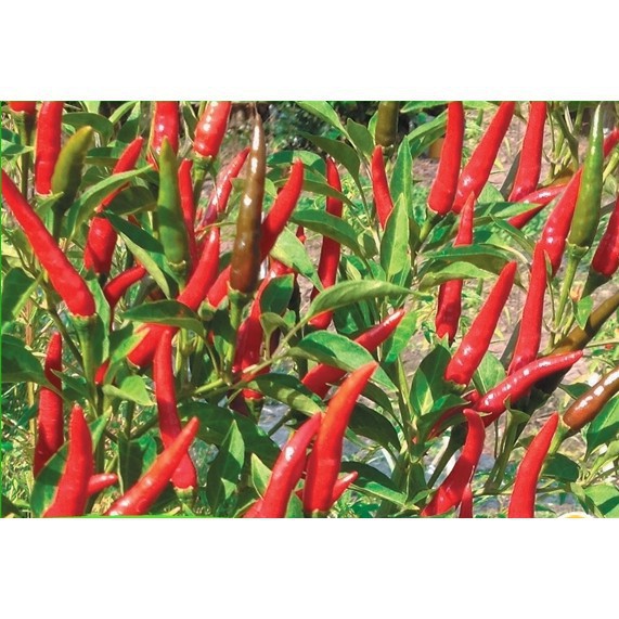 Hạt Giống Ớt Chỉ Thiên F1  CHẤT LƯỢNG CAO