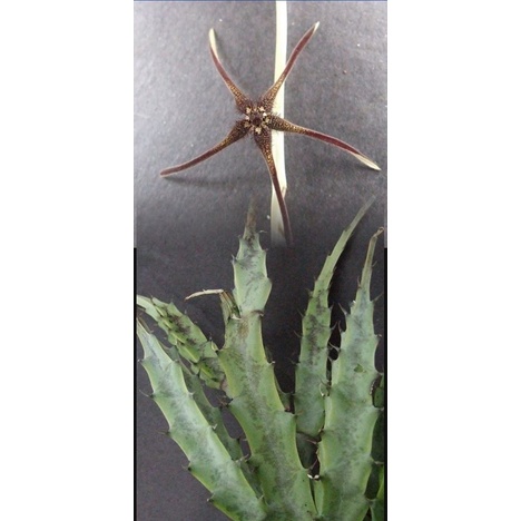 SAO BIỂN Caralluma gracilipes