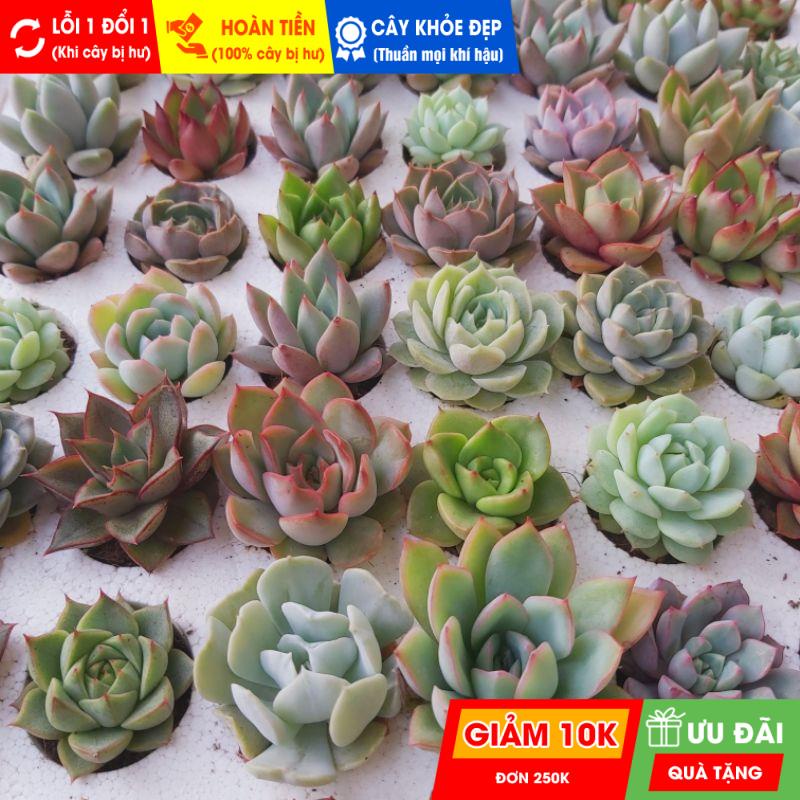 Sen đá mini ngẫu nhiên, đã thuần khí hậu nóng, khoẻ đẹp, lỗi 1 đổi 1