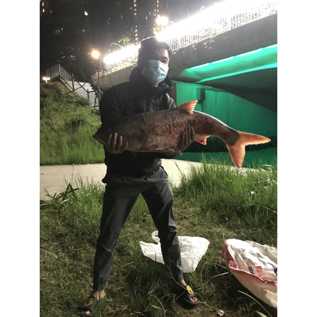 Mồi câu cá mè gói to NS 800g| Thính dụ cá Mè - Vũ Môn Fishing