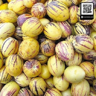 Hạt Giống Dưa Pepino Mỹ