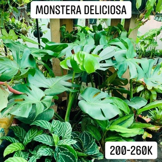 Trầu bà xẻ Monstera
