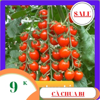 Hạt giống cà chua bi đỏ 80 hạt