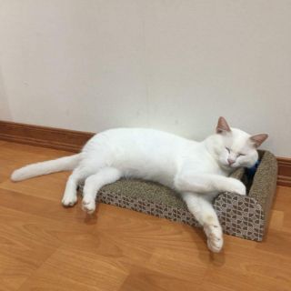 Bàn cào móng có khe bóng đồ chơi