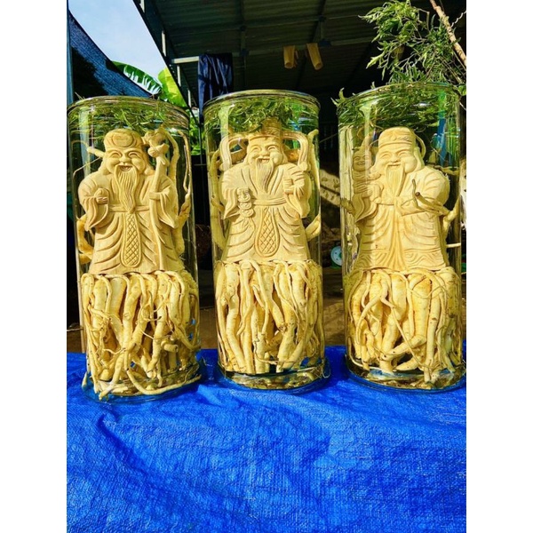 Đinh lăng điêu khắc, tam đa 25l