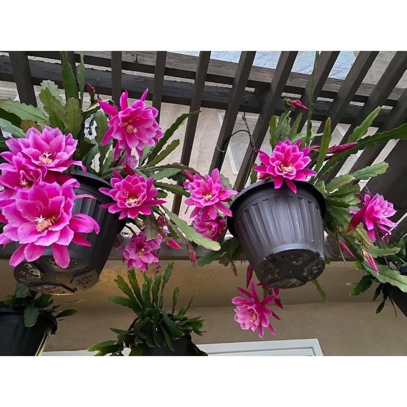 Hoa đại Nhật Quỳnh