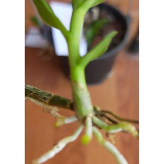 Phi điệp - giả hạc cánh bầu mắt đỏ