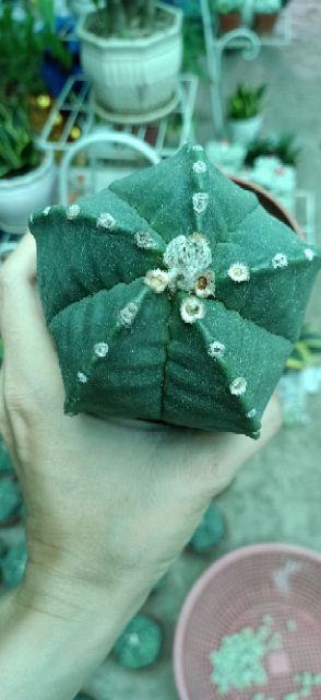 Xương rồng khế to 9cm