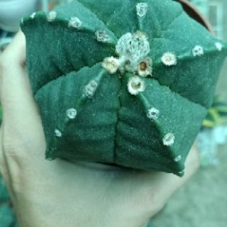 Xương rồng khế to 9cm