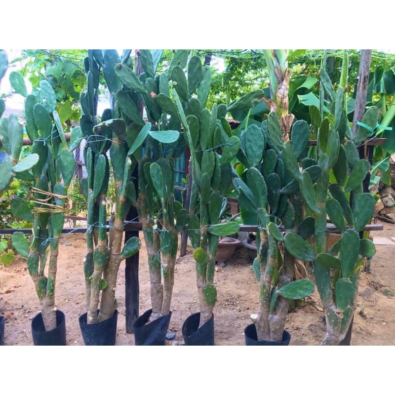 Xương rồng tai thỏ