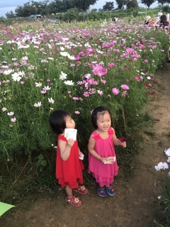 hạt giống hoa cánh bướm