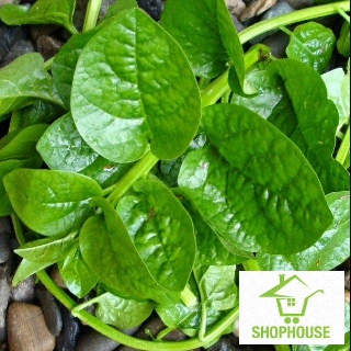 shophouse 10 gram Hạt giống rau mùng tơi cao sản  SHOP HOUSE  TẾT KHUYẾN MẠI