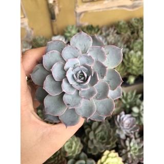 Sen đá Hồng phấn size bầu
