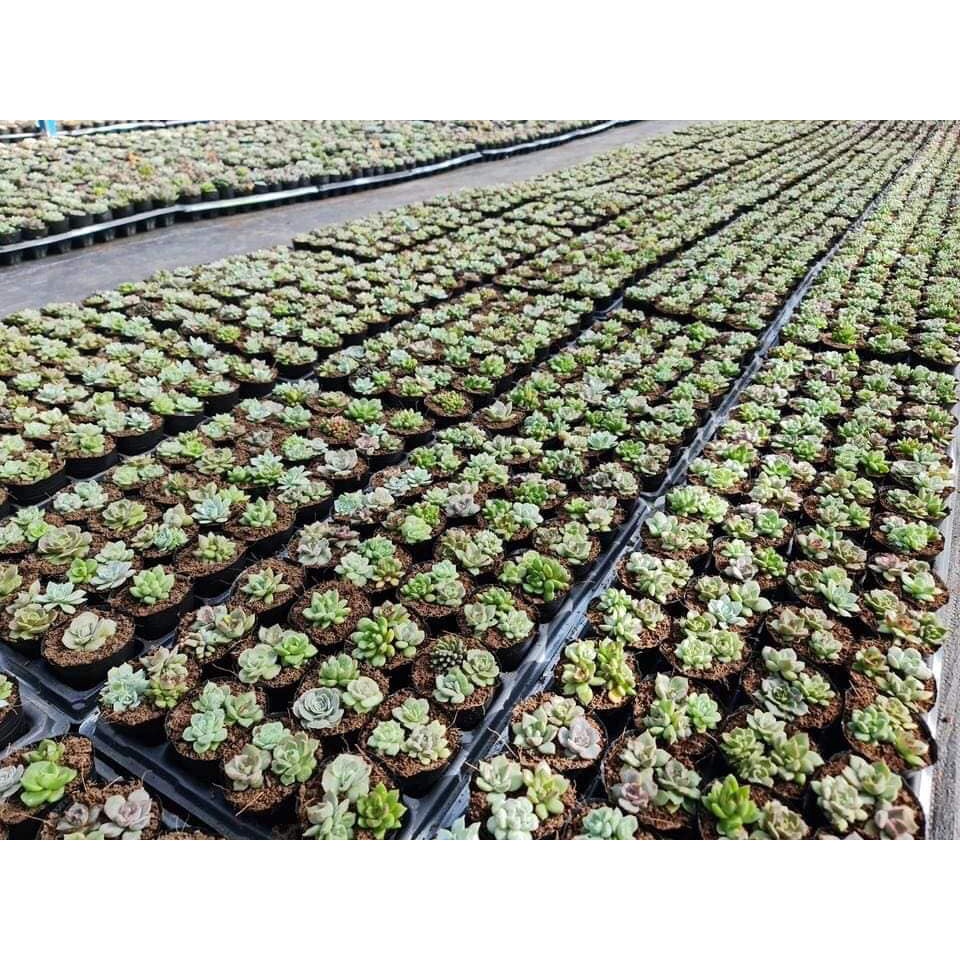 Khay ươm cây 128 lỗ