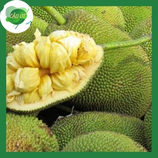 Mít tố nữ hái vườn siêu ngọt loại 1 - 30k/kg