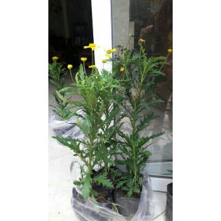 Cây giống Cúc thân gỗ