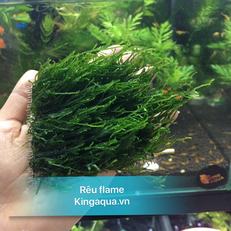 Rêu Flame -Rêu lửa