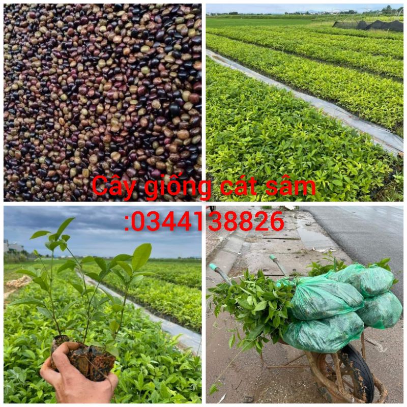 Cây giống cát sâm ( combo mua 10 tặng 1)