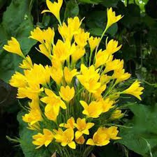 combo 10 củ hoa huệ mưa vàng