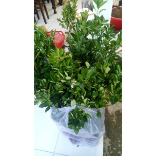 Combo 10 cây tắc