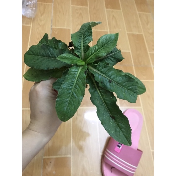 1kg Cây Chỉ Thiên (cây thổi lửa) Tươi_Khô