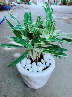 Chậu Cây Giữ Tiền