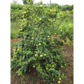 🍋 Chanh ko hạt ( đang hoa)