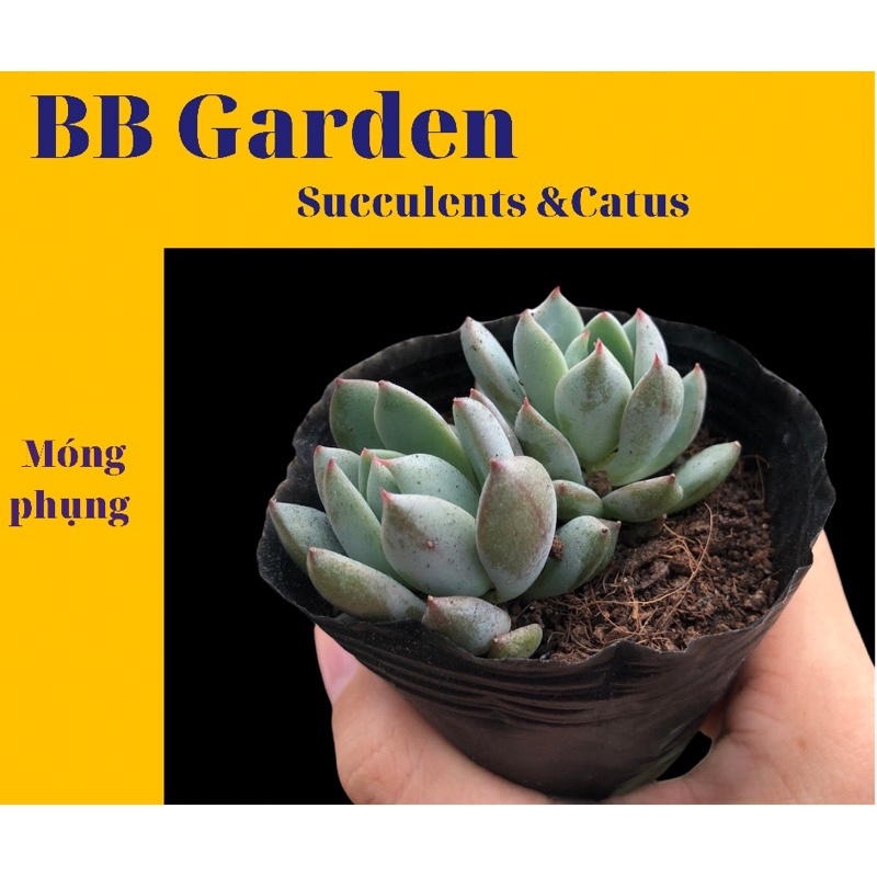 SEN ĐÁ MÓNG PHỤNG