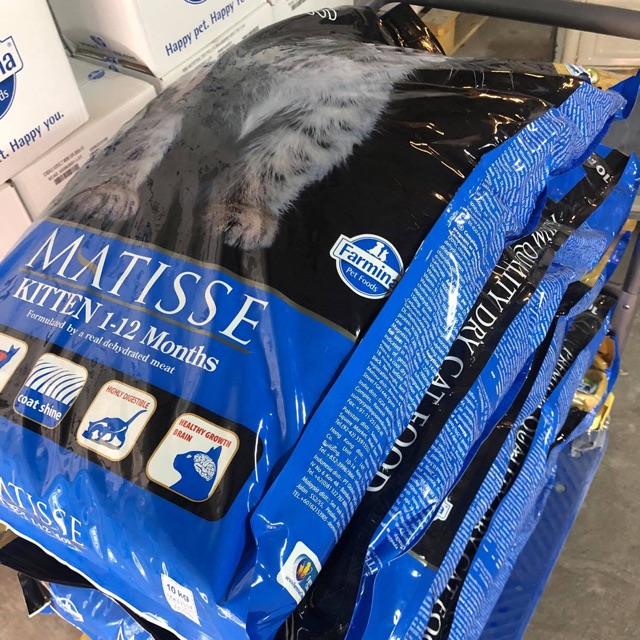 10kg Hạt Ý cho mèo Matisse Kitten